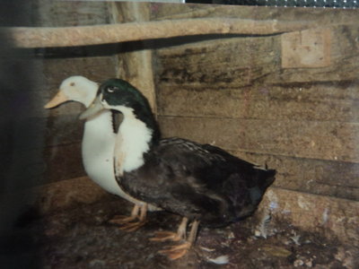 pompeo e carlotta 1990.jpg