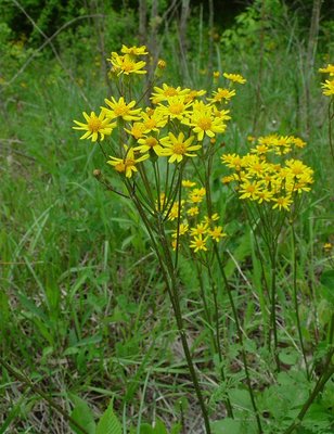 Senecio_aureus_plant.jpg