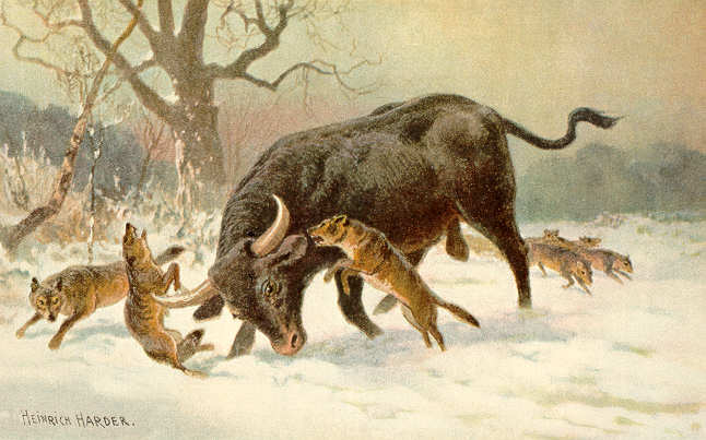 Long_horned_european_wild_ox.jpg