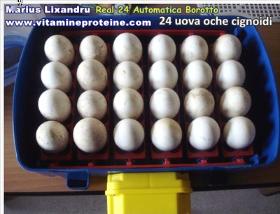 Real 24 Automatica 24 Uova oca cignoide.JPG