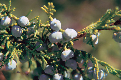 800px-Juniperus_scopulorum_berries.jpg