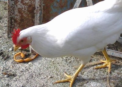 gallina2.jpg