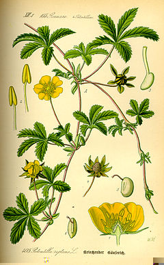 240px-Illustration_Potentilla_reptans0.jpg