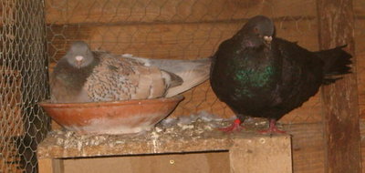 pigeons-cauchois.jpg