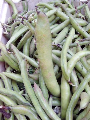 fava02.jpg