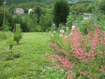 prato e fiori.jpg