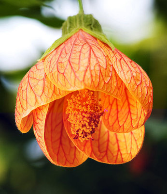 Abutilon_striatum.jpg