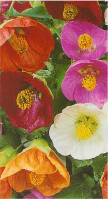 Abutilon-hybridum.gif