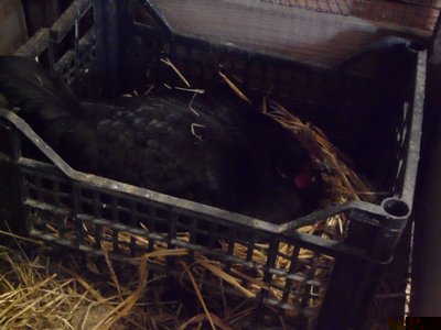 australorp in cova maggio2013 018.jpg