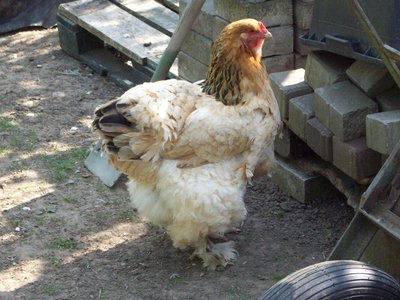 Brahma_chicken.JPG