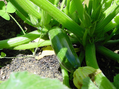 Zucchino-1.jpg