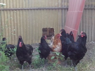 gruppo giovani australorp 2.jpg