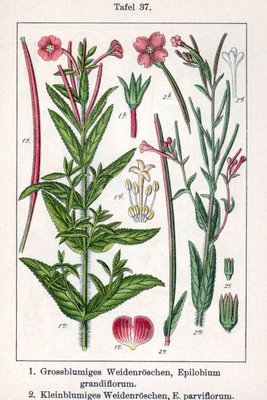 epilobium-parviflorum.jpg