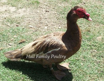 6c8be8b7_ChocolateMuscovy.jpg