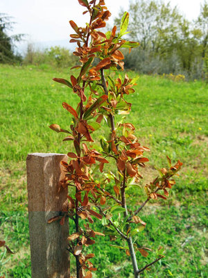 PYRACANTHA 1 .jpg