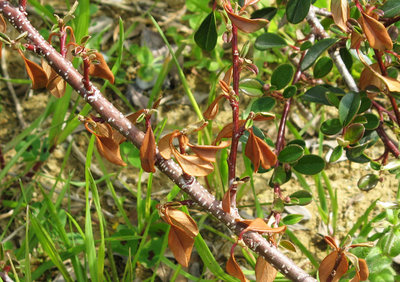 COTONEASTER 1.jpg