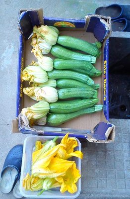 stamani zucchini.jpg