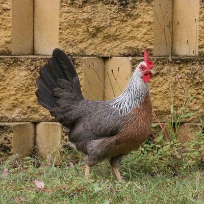 Silver_Duckwing_Leghorn_Bantam1.jpg