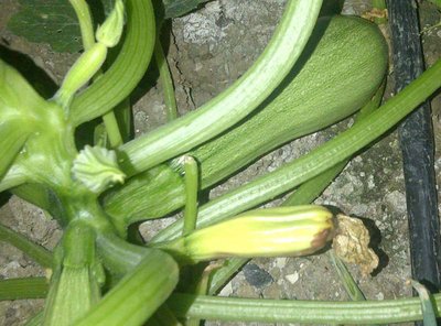 Zucchinogiallo1.jpg