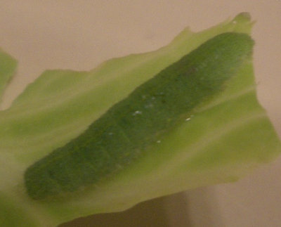 larva1.JPG