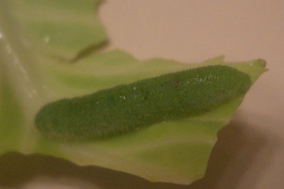 larva2.JPG