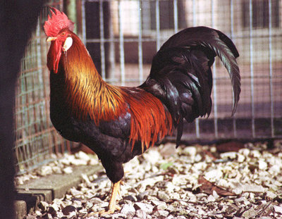 Gallo_1_ridotta1.jpg