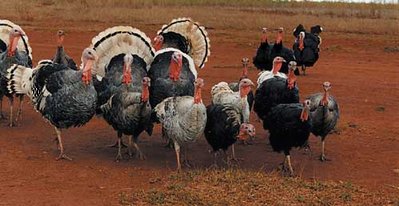 Turkey madagascar.jpg