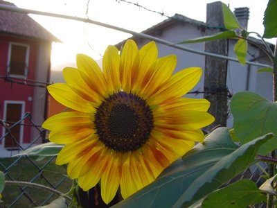 girasole 1.JPG