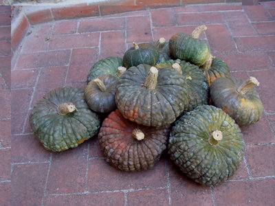 Zucca-2012-1.jpg