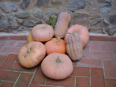 Zucca-2012-2.jpg