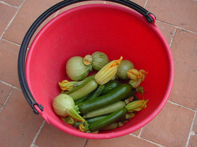 Zucchino-1.jpg