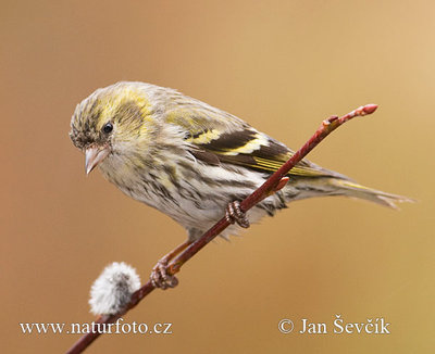 carduelis-spinus--xxxcizek_ femina.jpg