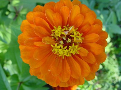 zinniarancio copia.JPG