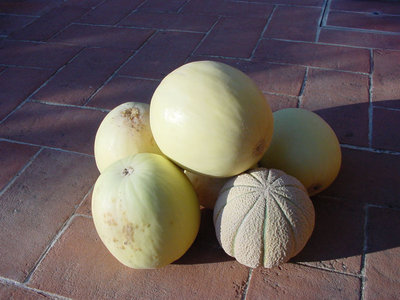 Melone-2.jpg