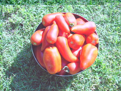 Pomodoro-1.jpg