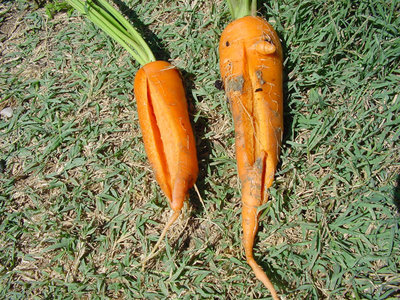 Carota-1.jpg