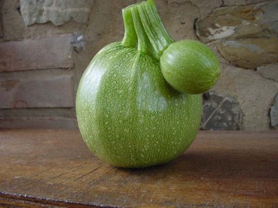 Zucchino-3.jpg