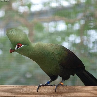 turaco.jpg