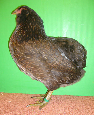 Araucana%20wildfarbig01.jpg