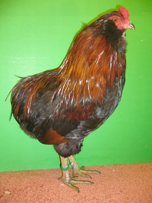 Araucana%20wildfarbig.jpg