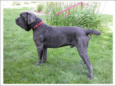 neapolitan_mastiffs_1.jpg