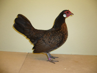 Bantam%20wildfarbig.jpg