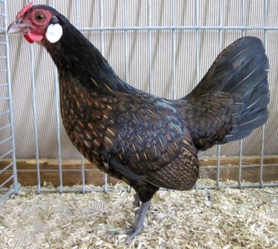 bantam-wildfarbig4783m.jpg