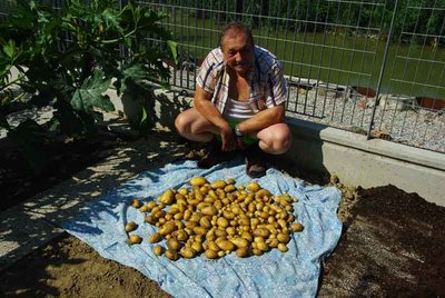 10 luglio 2010 raccolta patate.jpg