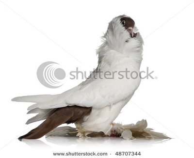 stock-photo-german-helmet-with-feathered-feet-pigeon-in-front-of-white-background-48707344.jpg