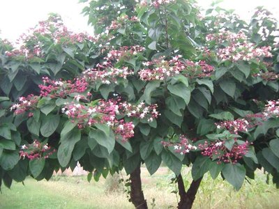 clerodendrum-trichotomum12335.jpg