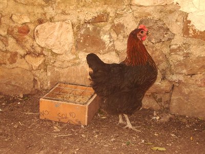 gallina 1_4.jpg