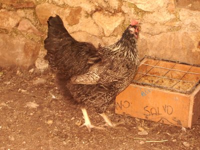 gallina 2_4.jpg