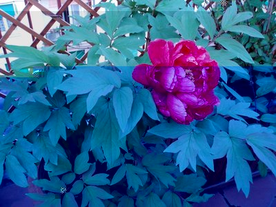 peonia fiore.jpg