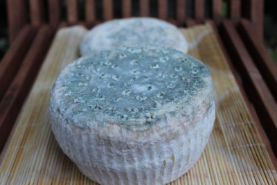 gorgonzola pezzata-bufala-podolica1.jpg